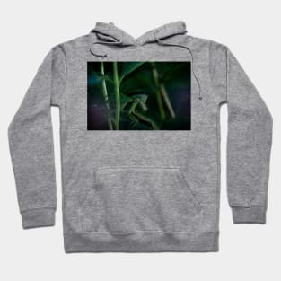 Praying Mantis Hoodie